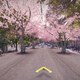 Image for article titled Make cherry blossom trees magically appear in your neighborhood